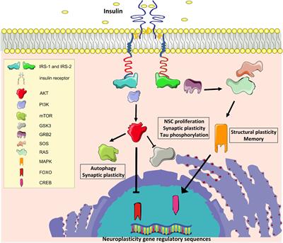 Frontiers | Brain Insulin Resistance And Hippocampal Plasticity ...